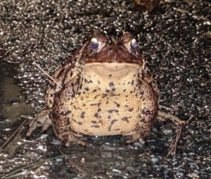 brown toad sitting in mud