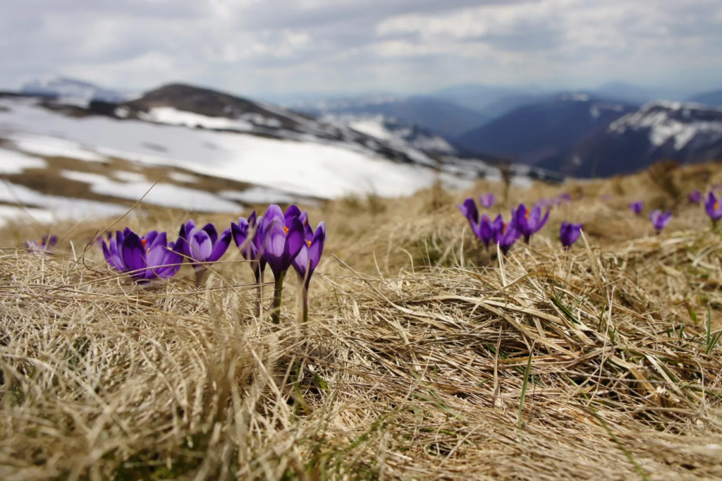 purple flowers growing in dry grass with snowy mountains in the backdrop