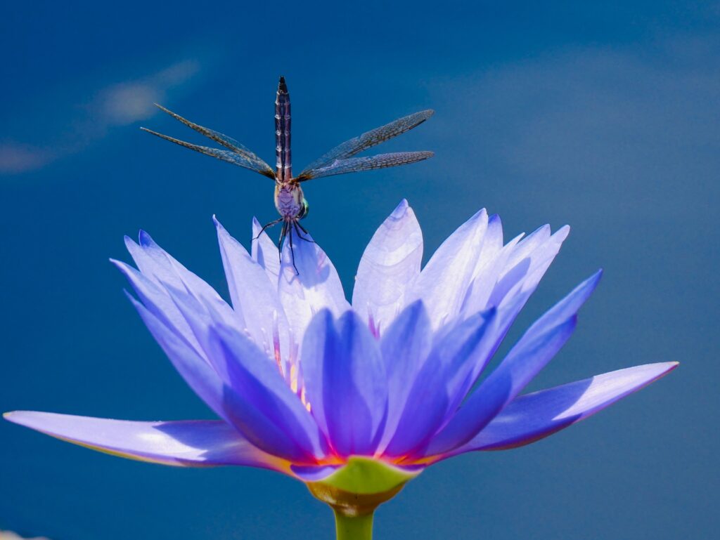 dragon fly perched on a purple flower against a blue sky background