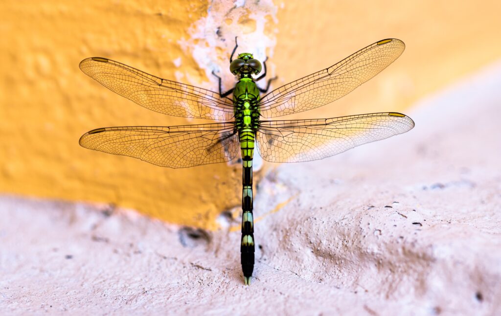 a green dragonfly lying on an orange and pink background