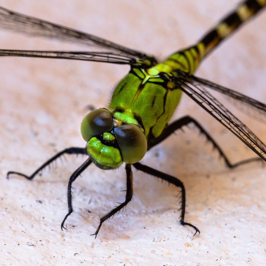 closeup of green dragonfly on pale background