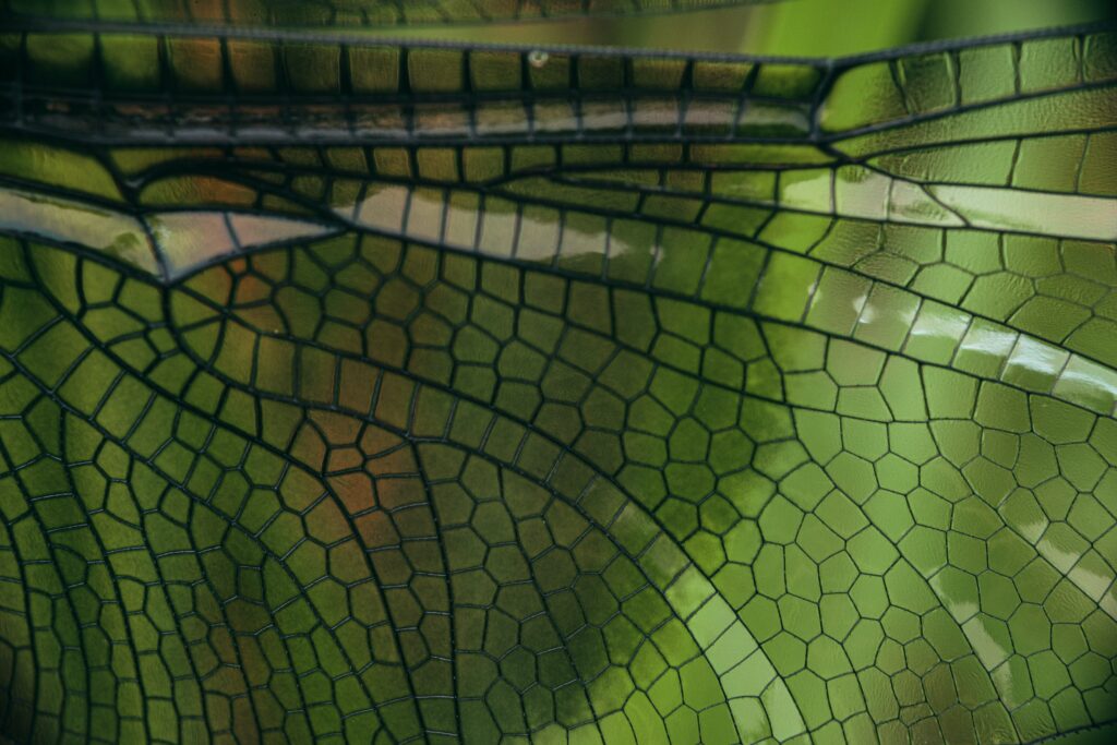close up of a dragonfly's wing with black veins visible against a green background