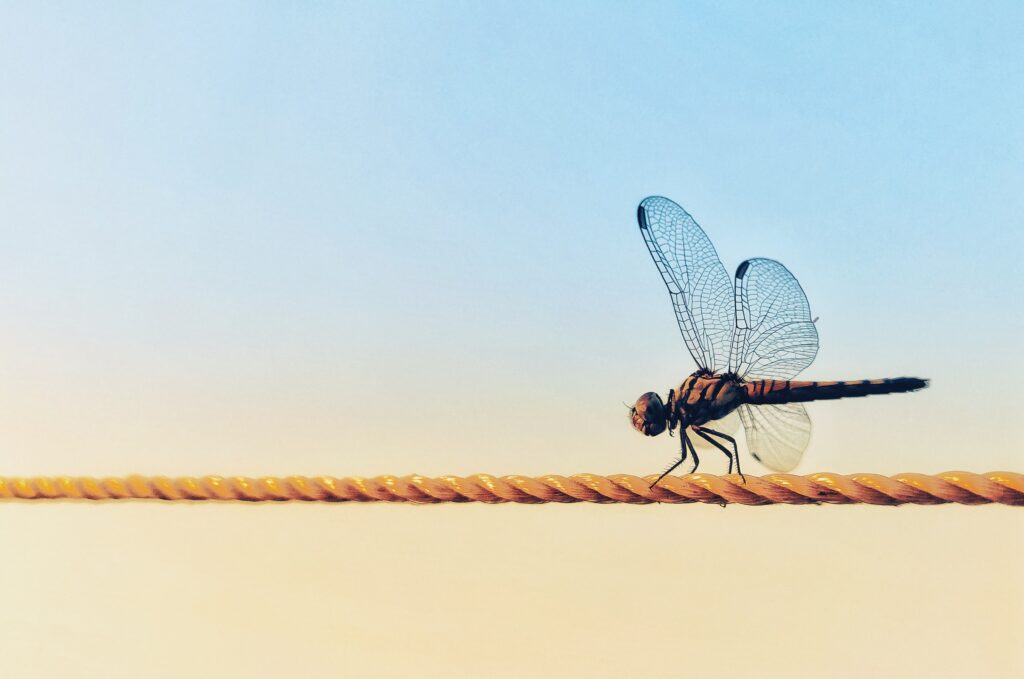 a dragonfly perched on a thin rope against a blue and yellow background